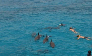 Dolphin House Sea Trip